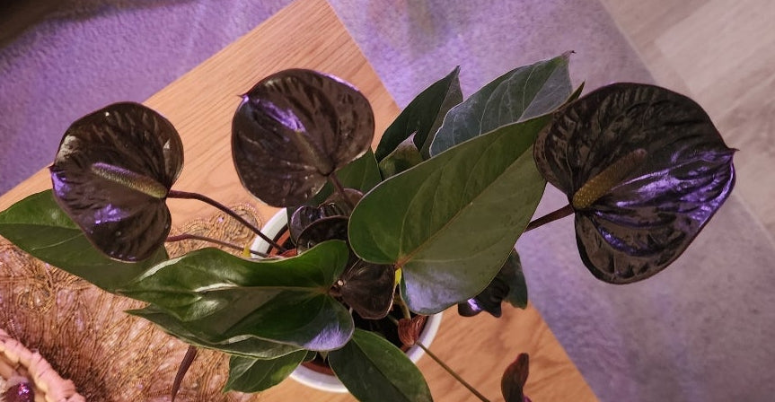 Collar de Antulio negro (the black)