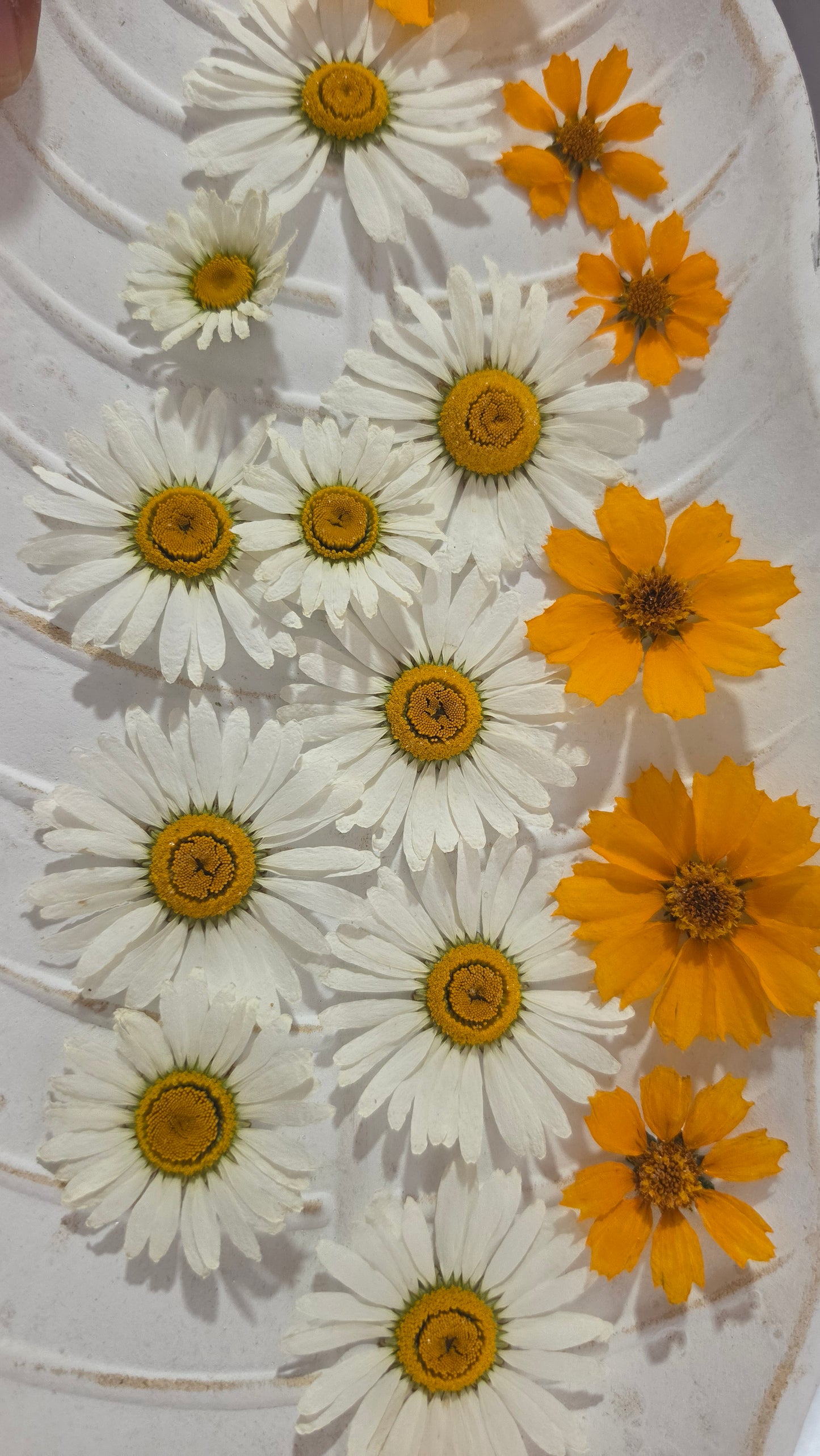 A-A COSMOS