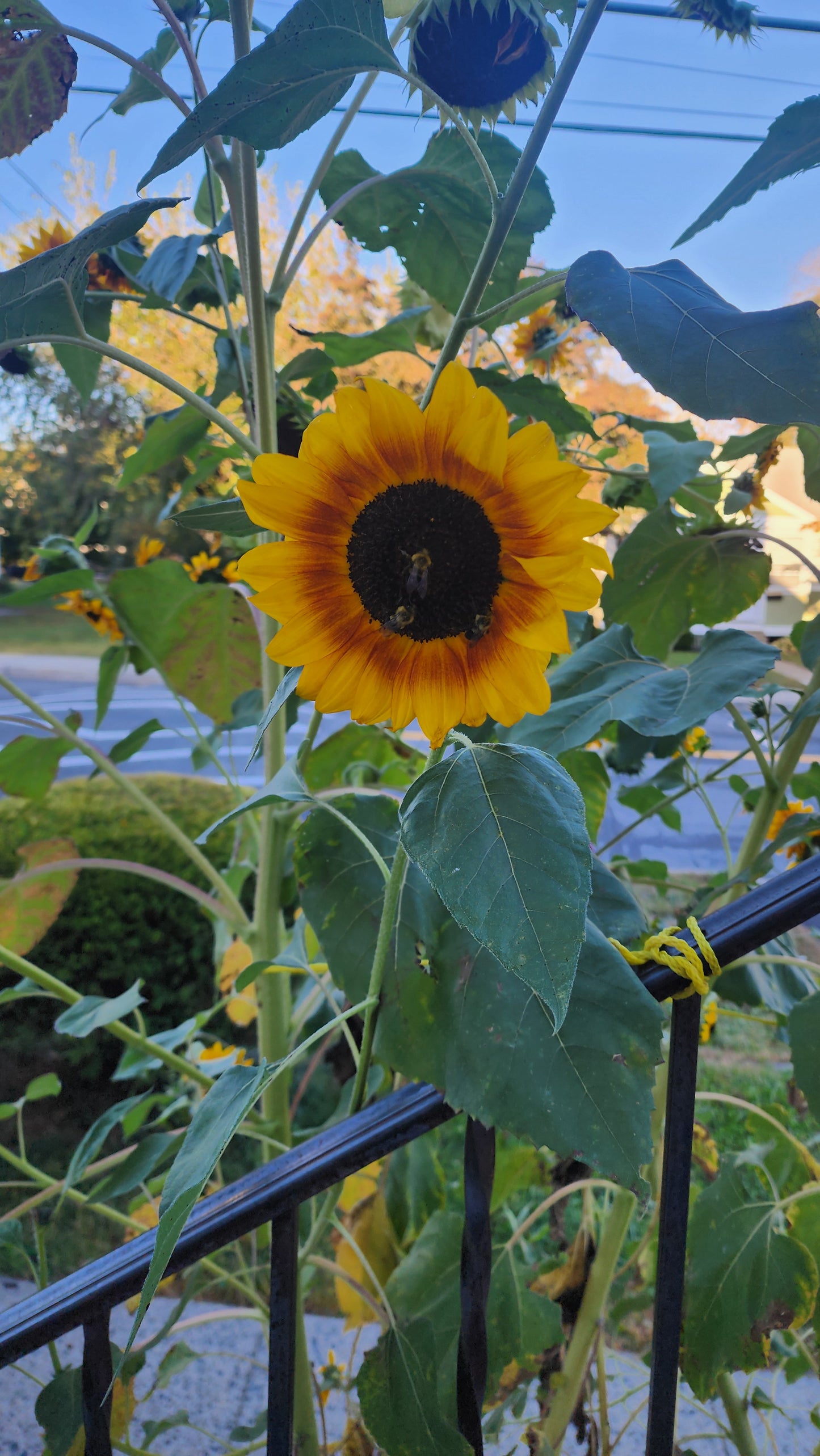COLLAR DE GIRASOL NATURAL (CHICHI)