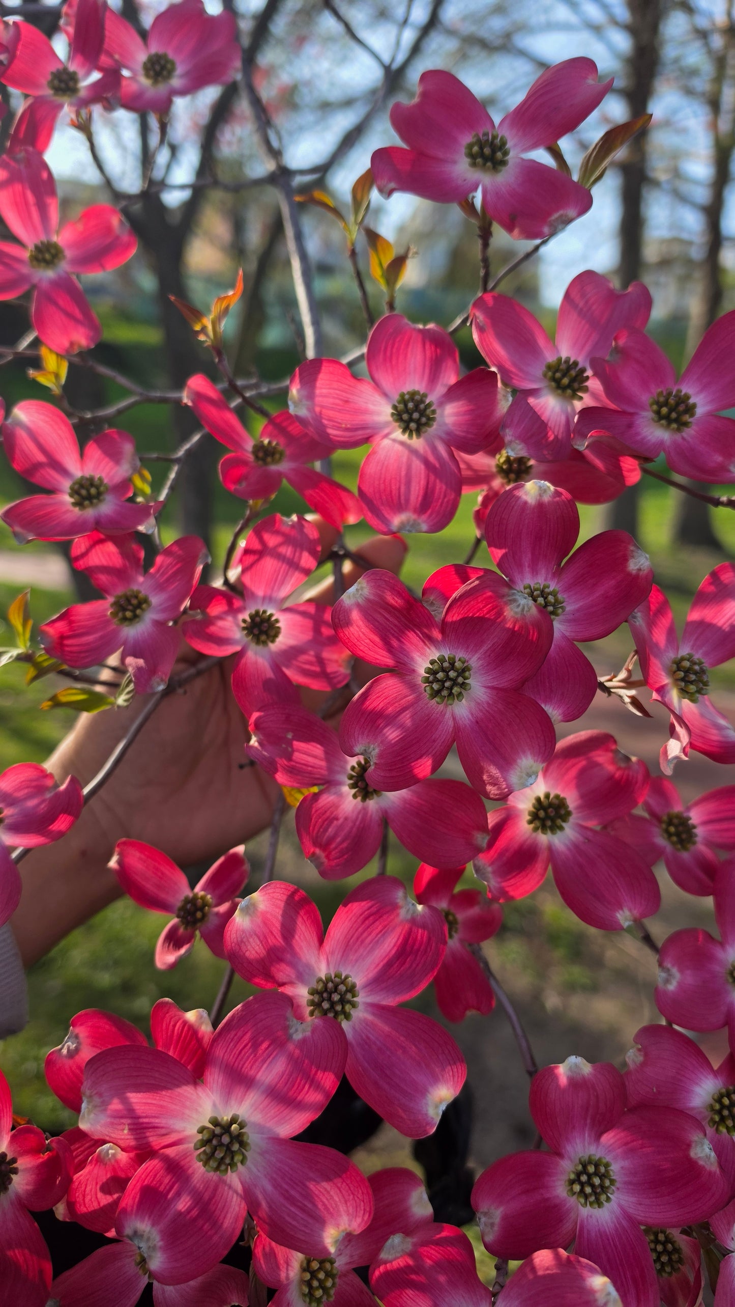 CORNEJO FUCSIA