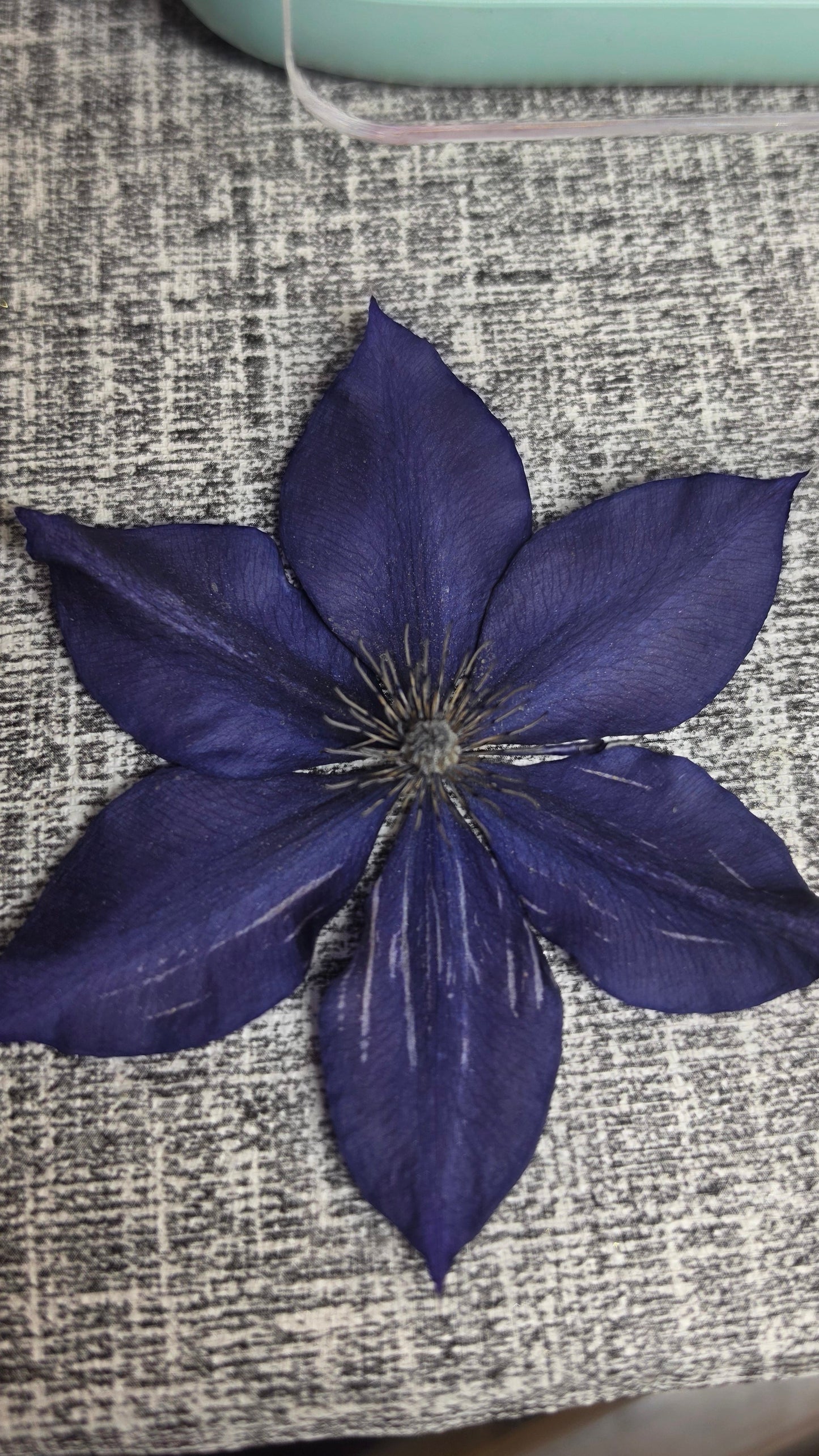 A-A-CLEMATIS